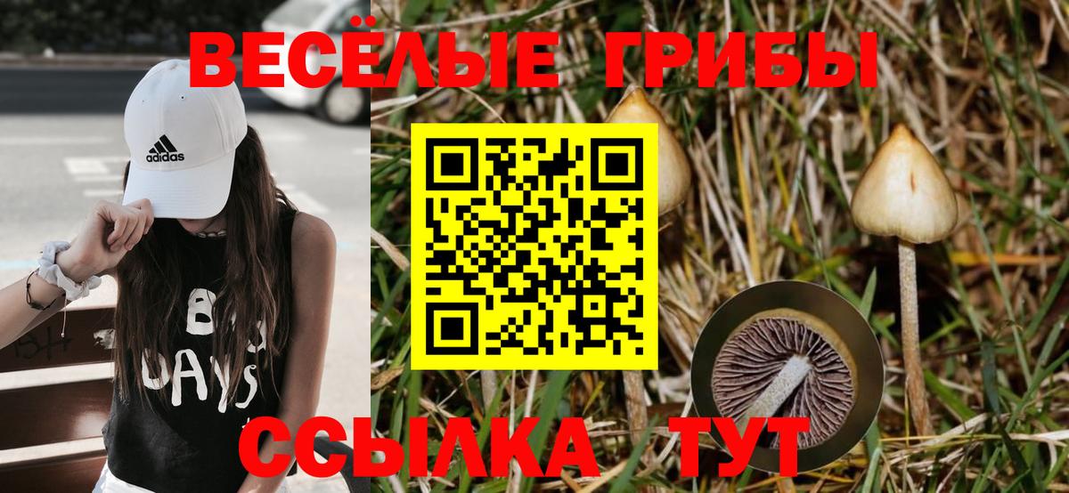 где найти   Галлюциногенные грибы Psilocybine cubensis  Вход с VPN  Воткинск 